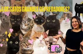 ¿Sabías que los gatos extinguen más especies que cualquier otro depredador?