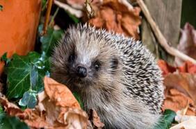 Qué es el dilema del erizo del filósofo Arthur Schopenhauer y qué dice sobre las relaciones humanas