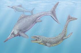 La última cena de un ictiosaurio: increíble hallazgo de desaparecido reptil marino comiéndose una presa, la primera prueba de megadepredación