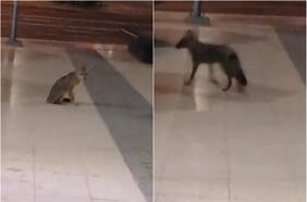 ¿Cómo puedo ayudar si encuentro un animal silvestre?