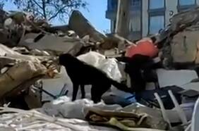La sorprendente labor de los perros rescatistas tras el Terremoto en Siria y Turquía