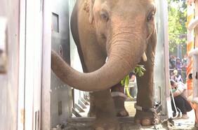 El comentado acto de la cantante Cher al liberar un elefante encadenado por 20 años