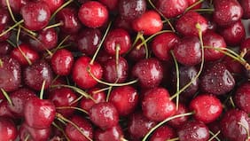Temporada de cerezas: precios de la fruta roja caen por descalce entre cosecha y Año Nuevo chino