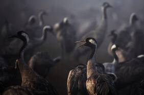 Los científicos temen que este brote masivo de gripe aviar pueda ser otra mortal pandemia en 2022