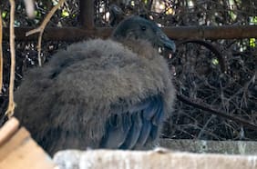 Cómo fue el sorpresivo nacimiento de un cóndor en el Parque Zoológico de Quilpué