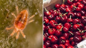 Autoridad brasileña destruye más de una tonelada de cerezas chilenas por presencia de una plaga