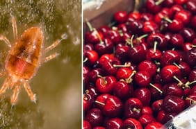 Autoridad brasileña destruye más de una tonelada de cerezas chilenas por presencia de una plaga