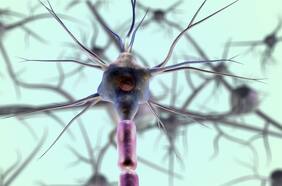 Tras ocho años investigando, científicos chilenos realizan crucial descubrimiento sobre las neuronas