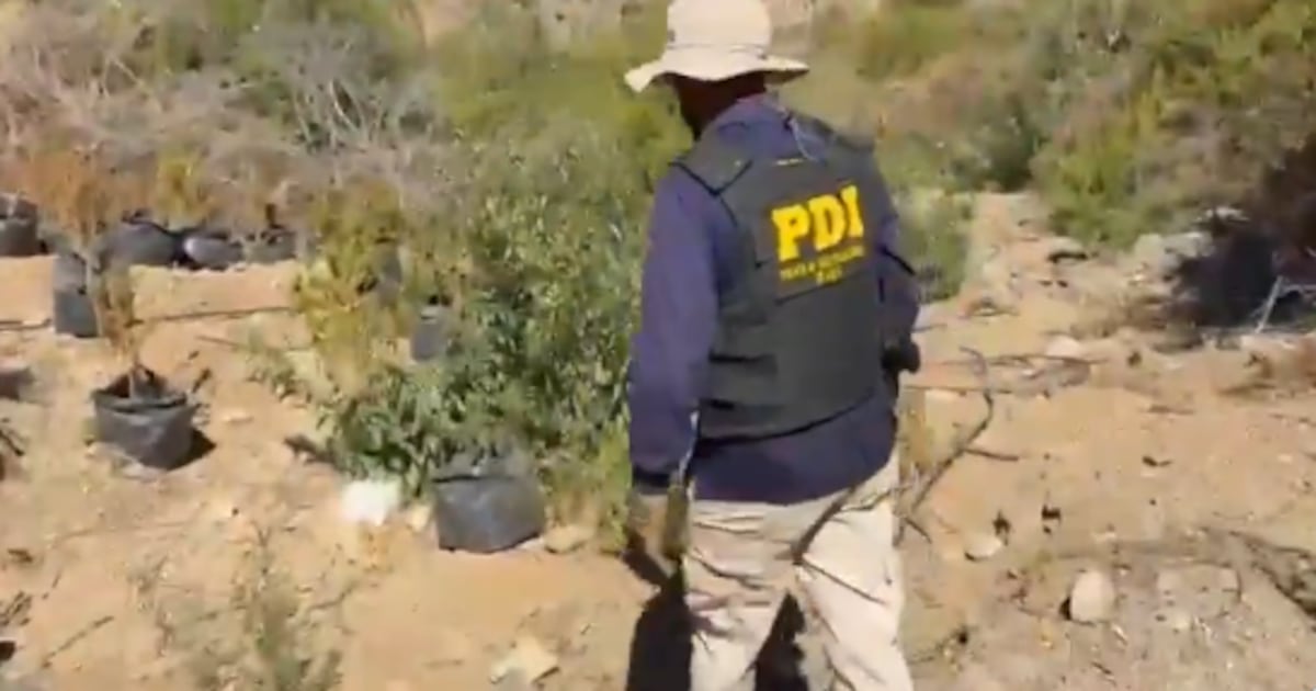 La desarticulación del cultivo de marihuana en Canela: ¿un golpe efectivo o una señal de problemas estructurales?