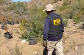 Tras incautación de plantaciones de marihuana en Canela: dejan en prisión preventiva a dos sujetos por tráfico de drogas