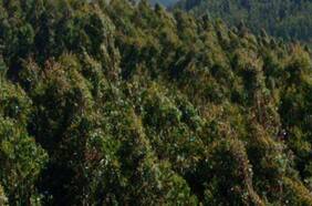 Incendio en Lebu ha consumido 70 hectáreas: sería intencional y aún no está controlado