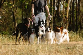 Soy adiestradora y paseé perros con 25 correas distintas: estas son las 2 mejores