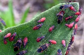 Plaga urbana: de dónde viene el chinche del arce y qué hacer para controlarlo