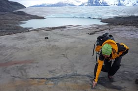 El increíble rescate del fósil completo de una hembra de ictiosaurio preñada en el sur de Chile