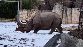 ¡Extraña pelea!: Captan a pequeño ciervo enfrentando a rinoceronte en zoológico de Polonia