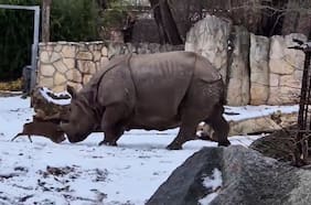 ¡Extraña pelea!: Captan a pequeño ciervo enfrentando a rinoceronte en zoológico de Polonia