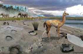 Descubren increíbles especies extintas de la Era del Hielo en Quintero