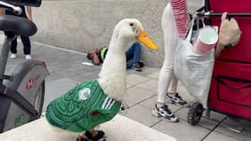 Este es Merlín, el famoso pato de la selección mexicana que se hizo viral en las redes sociales