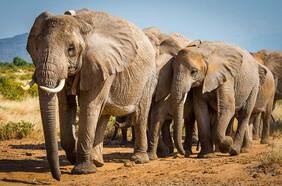 Dos especies de elefantes, oficialmente en peligro de extinción