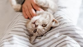 Corte Suprema confirma rechazo a demanda de Carozzi contra Masterfoods por uso de la frase “8 de cada 10 gatos prefiere Whiskas”