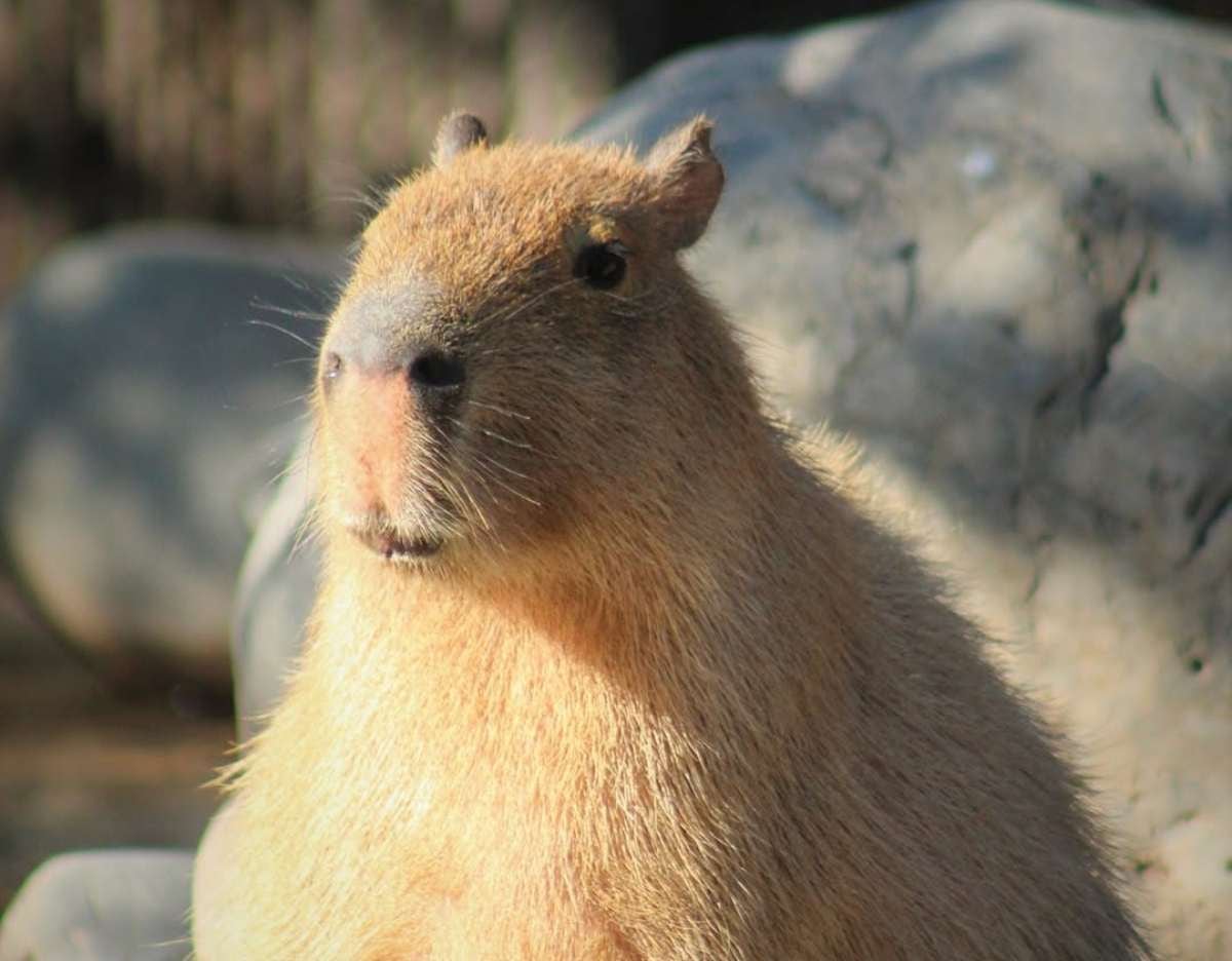 El boom del capibara en Chile: ¿Por qué nos gustan tanto estos roedores? Foto: Buin Zoo.