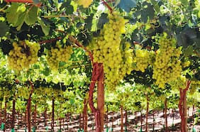 Este viernes comienza a regir el Systems Approach para la uva de mesa chilena
