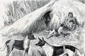 Estudio revela el origen de los primeros perros en el extremo austral de Sudamérica
