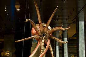 El elusivo y desconocido calamar gigante: desarrollan una innovadora técnica para filmar estas esquivas criaturas