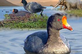 Científicos descubren una gigantesca ave extinta hace 12 mil años que habitó la zona central de Chile durante la Era del Hielo