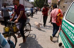 Tras los barrios marginales y los monos, Nueva Delhi retira los perros callejeros de cara a cumbre del G20