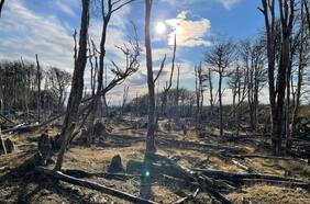 Transición energética: comité de expertos releva rol del sector forestal en mitigación del cambio climático y la carbono neutralidad