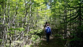 Naturaleza y salud mental: por qué los “baños de bosque” alivian la ansiedad