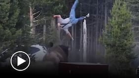 Impresionante ataque en Yellowstone: Bisonte enfurecido lanza por los aires a un turista