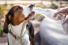 Columna de René Alegría: ¿Por qué las mascotas suelen comer y  beber menos en verano?
