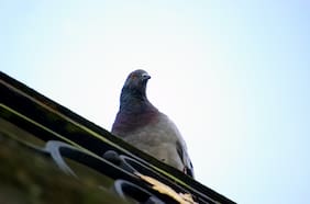 Productos y consejos para ahuyentar a las palomas de tu casa