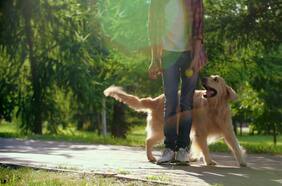 Estudio revela porqué los perros nunca podrán hablar en “humano”