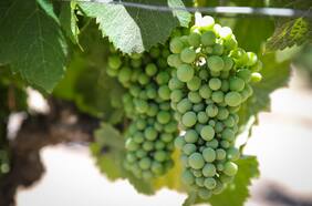 Premios Enoturismo 2024 ya tiene ganadores: estas son las mejores experiencias y tours en las viñas chilenas