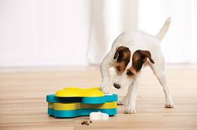 Guía para elegir el mejor dispensador de alimento para tu perro