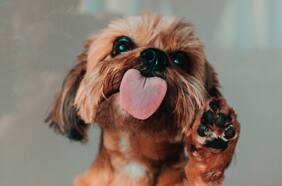 ¿Tu perro te lame la cara? Podrías enfermarte y dañar tu salud