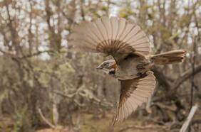 Es una de las aves más comunes de Santiago, pero estudio advierte que es portadora de peligrosa enfermedad