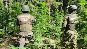Inversionistas de Má Botanics desafían a socios imputados en Imperio Ámsterdam y convocan junta para renovar directorio