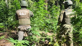 Carabineros incauta más de 8.200 plantas de marihuana ocultas en sector boscoso de Curicó