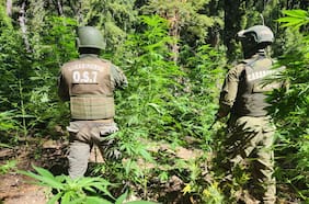 Carabineros incauta más de 8.200 plantas de marihuana ocultas en sector boscoso de Curicó