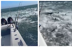 El preocupante viral que muestra cómo una lancha es rodeada por decenas de tiburones