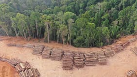 Empresa de expresidente de Corma pone a la venta más de 1.200 hectáreas de predios forestales en el sur