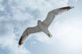 Una científica logra que pájaros muertos vuelvan a volar