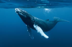 Ballena jorobada traga y escupe a joven que navegaba en kayak en Punta Arenas