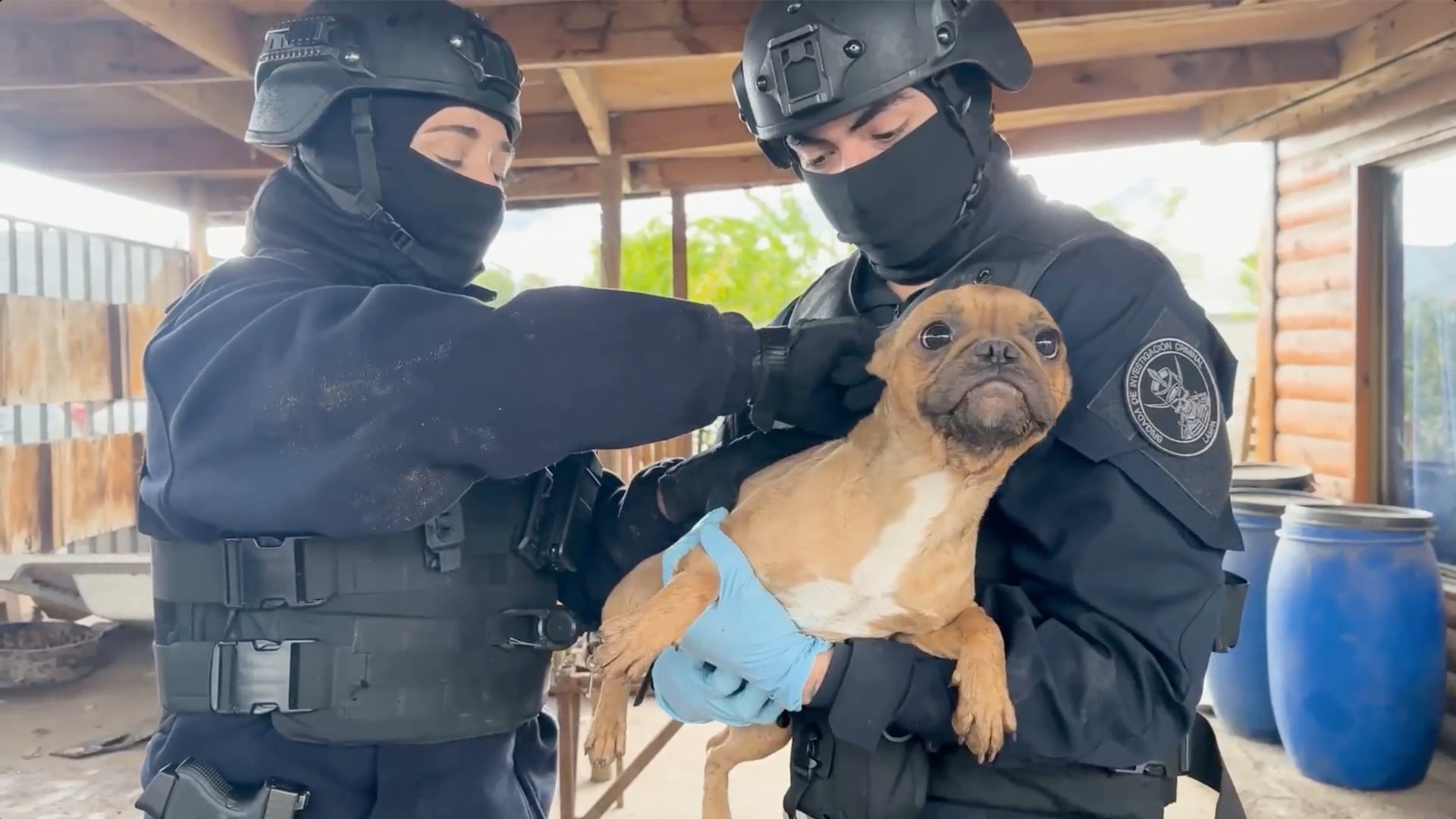 PDI rescata a cuatro perros en presunto criadero clandestino de Lampa: sobrevivían gracias a vecinos