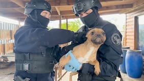 PDI rescata a cuatro perros en presunto criadero clandestino de Lampa: sobrevivían gracias a vecinos