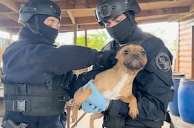 PDI rescata a cuatro perros en presunto criadero clandestino de Lampa: sobrevivían gracias a vecinos